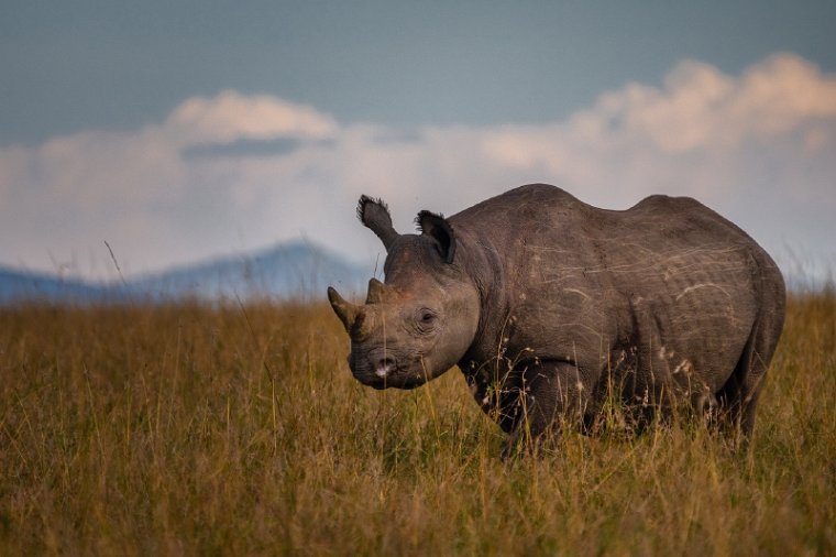 003 Nairobi Nationaal Park.jpg